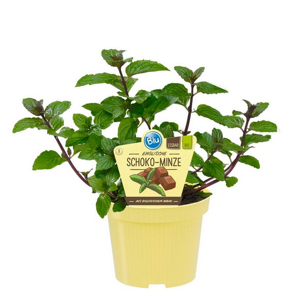 Schoko-Minze in BIO-Qualität - Mentha x piperita - Kräuterpflanze im 12cm Topf