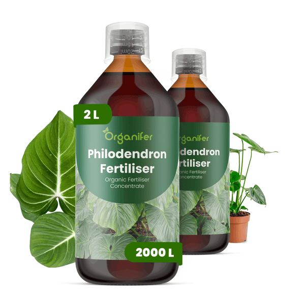 Organifer Philodendron Dünger, 2 Liter organisches Flüssigdünger-Konzentrat, zwei Flaschen mit Philodendron-Pflanze und Blättern.