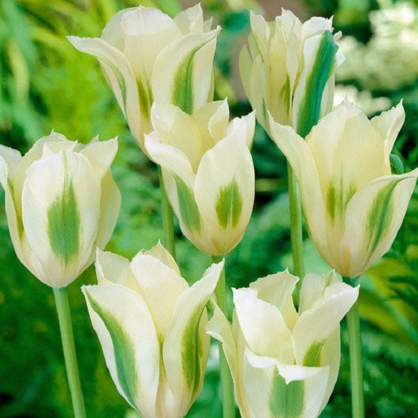Gruppe von Tulpen mit weißen Blütenblättern und grünen Streifen