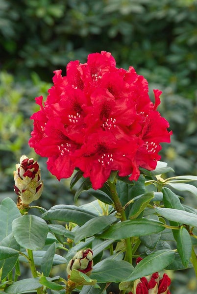 Roter Rhododendron mit Blüten und Knospen