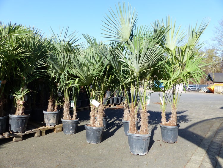 Trachycarpus fortunei Gruppe 150 - 170 cm Palme Hanfpalme, winterhart bis -18°C