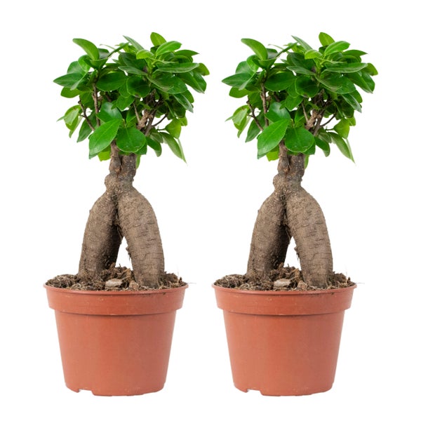 2x Ficus microcarpa 'Ginseng' – Bonsai – Zimmerpflanze – ⌀15 cm - ↕25-35 cm