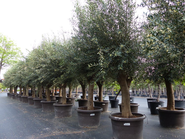 Organisierte Reihen von mediterranen Olivenbäumen in großen Töpfen in einer Baumschule. Die Bäume haben dicke Stämme und dichtes Laub.