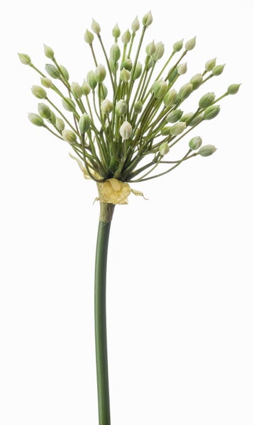Künstlicher Zierlauch Allium mit grünen und weißen Knospen am Stiel