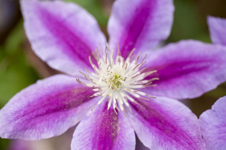 Clematis Hybride 'Dr. Ruppel', großblumig, rosa-weiß, 60–100 cm