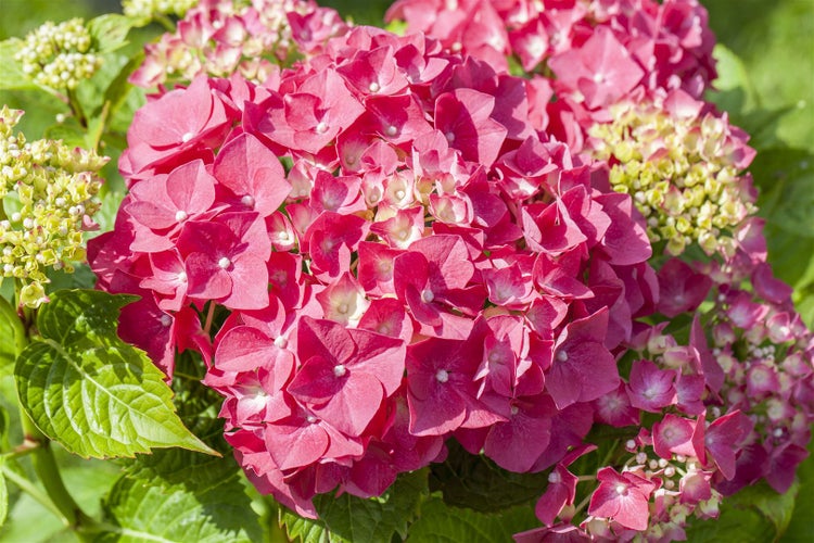 Hydrangea macrophylla 'Alpenglühen', Hortensie, rot, 50–60 cm