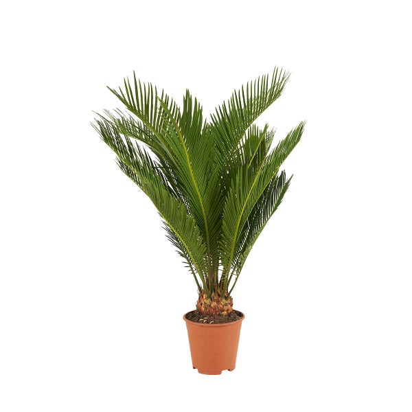 Bloomique – Cycas Revoluta – Friedenspalme – Sagopalme – Cycad-Farn – Zimmerpflanzen – sehr pflegeleicht – 40–50 cm hoch – Topf 15 cm