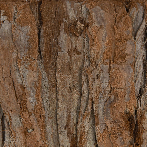 Nahaufnahme von Baumrinde