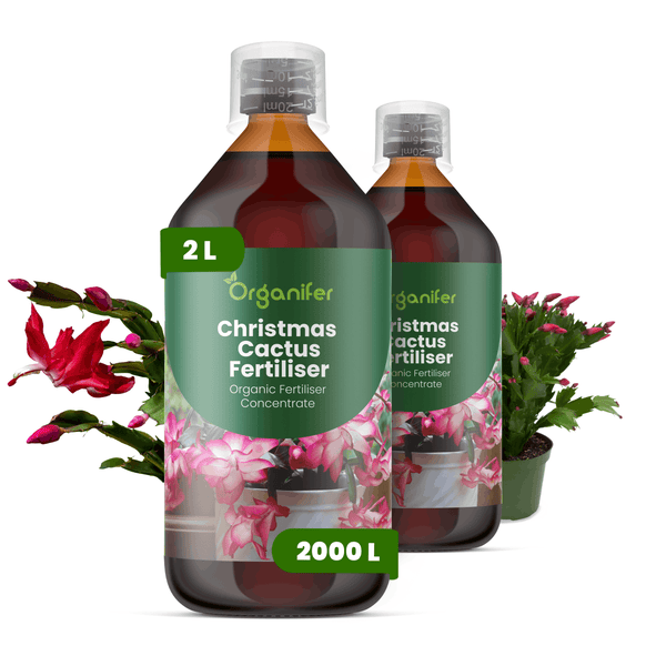 Organifer Weihnachtskaktus-Dünger Konzentrat, 2 Liter für circa 2000 Liter, organischer Flüssigdünger.