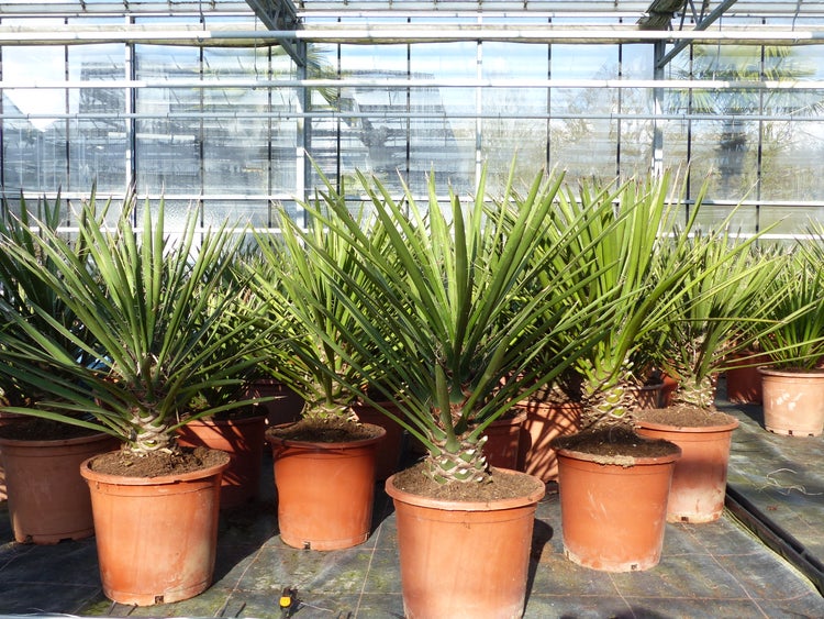 Yucca-Filamentosa 60 - 70cm , Palmlilie, Asparagaceae, Ferald's Yucca Winterhart -28 °C