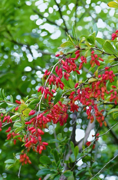 Berberis vulgaris, Gewöhnliche Berberitze, 40–60 cm