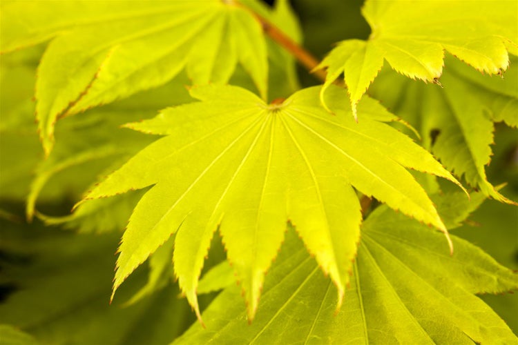 Acer shirasawanum 'Aureum', Japanischer Ahorn, goldgelb, 40–50 cm