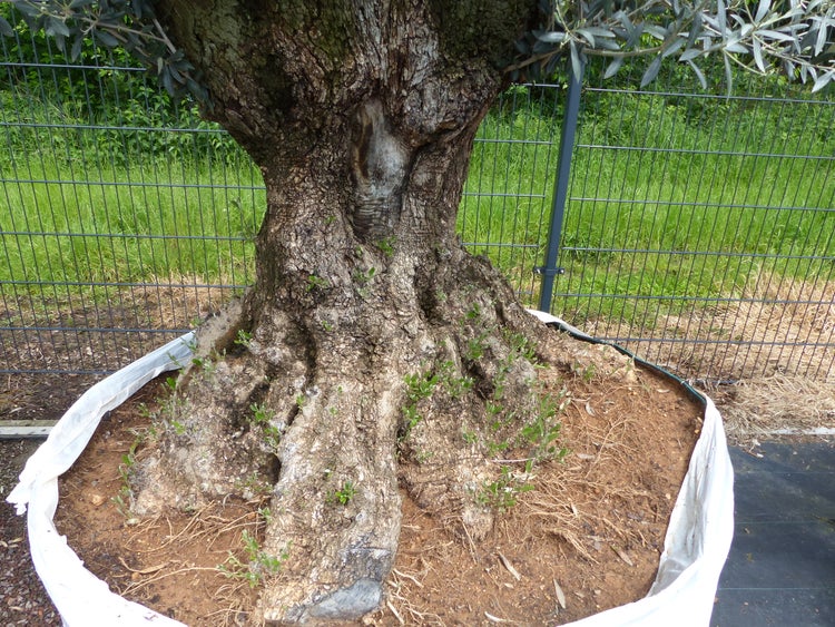 genau dieser Baum L7 Olivenbaum 245 cm, knorrige alte urige Olive winterhart