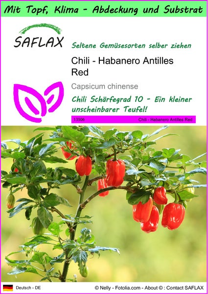 SAFLAX Garden to go - Chili - Habanero Antilles Red - Capsicum chinense - 10 Samen - Mit Topf, Klima - Deckel und Anzuchtsubstrat