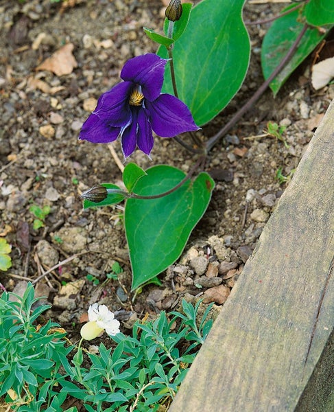 Clematis integrifolia 'Durandii', Stauden-Waldrebe, blau, 60–100 cm