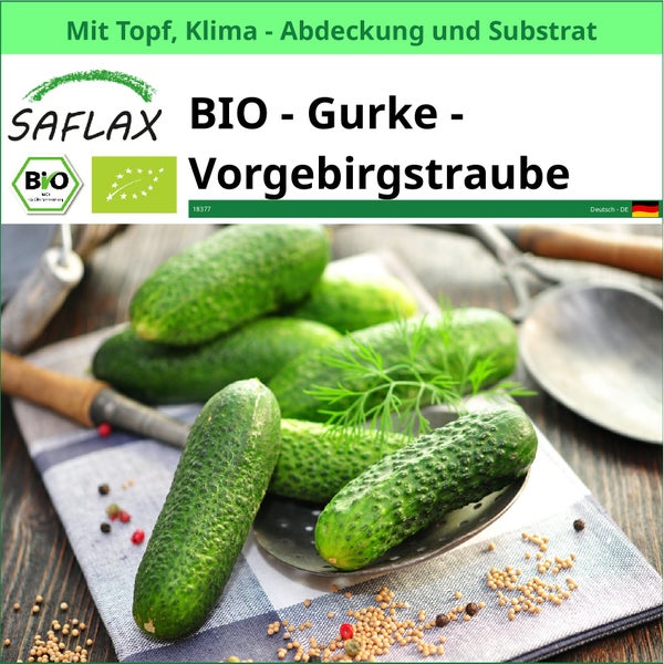 Saflax Bio Gurke Vorgebirgstraube mit Topf, Klimaabdeckung und Substrat