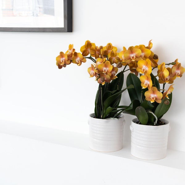 Dekorative Szene mit Zimmerpflanzen und Orchideen in Töpfen auf einem Tisch