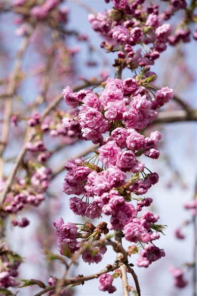 Prunus serrulata 'Kiku-shidare-zakura', Hängende Kirsche, rosa, 125 cm Stammhöhe