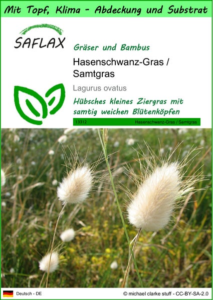 SAFLAX Garden to go - Hasenschwanz-Gras / Samtgras - Lagurus ovatus - 100 Samen - Mit Topf, Klima - Deckel und Anzuchtsubstrat