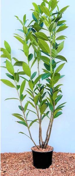 Prunus laurocerasus 'Caucasica', Kirschlorbeer, immergrün, 80–100 cm