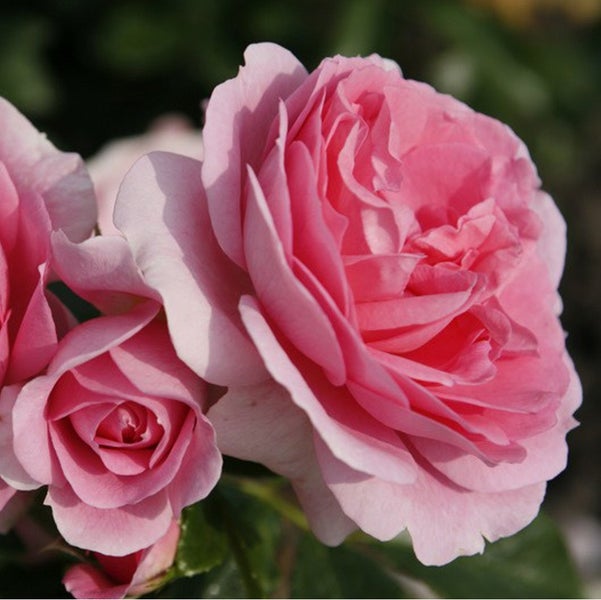 Nahaufnahme von zwei Rosenblüten