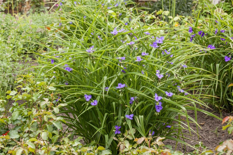 Tradescantia x andersoniana 'Leonora', ca. 9x9 cm Topf, dekorativ