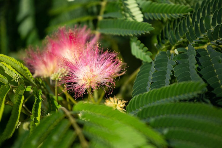 Albizia julibrissin 'Ombrella', Seidenbaum, 40–60 cm