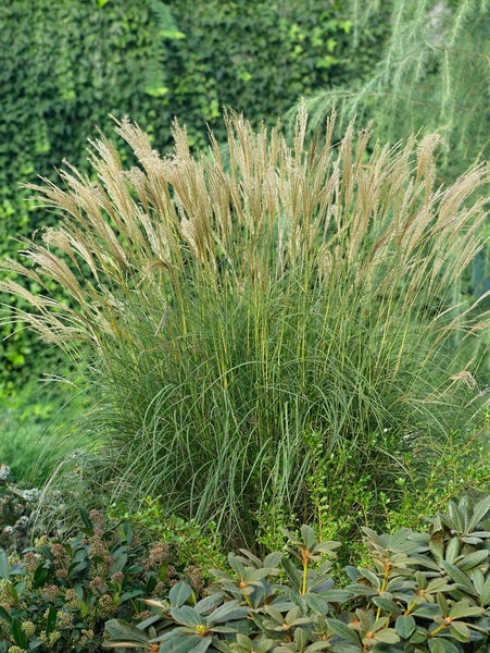 Chinaschilf im Garten