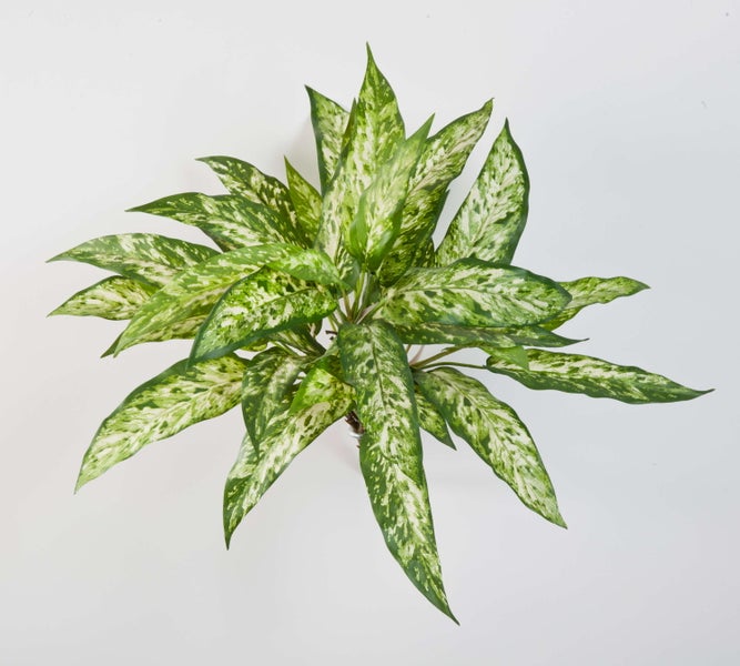 Dieffenbachia Zimmerpflanze mit großen, spitz zulaufenden, grün-weiß gemusterten Blättern.