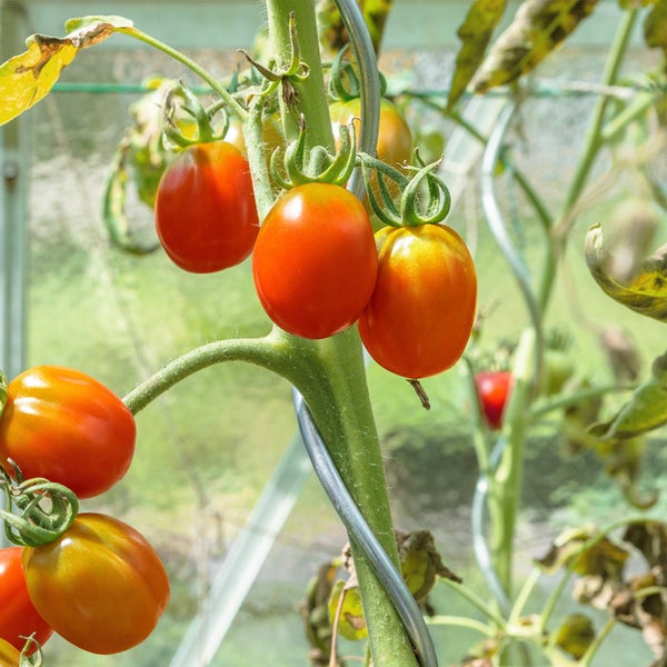 FLOORDIREKT Tomatenspiralstäbe - Pflanzstäbe für Kletterpflanzen - Verzinkt - 10er-Set - 110 cm