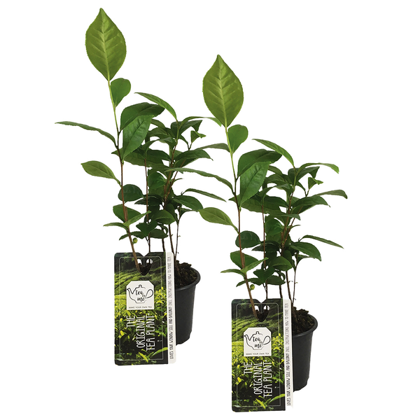 Teepflanze - Camelie 'Sinensis' - pro 2 Stück - Gartenpflanzen - Winterhart - ⌀10,5 cm - 45 cm