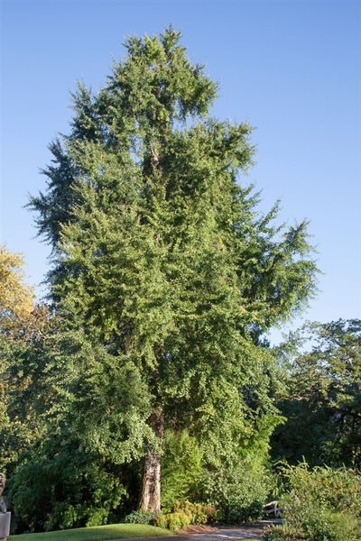 Ginkgo biloba, Fächerblattbaum, 150–175 cm