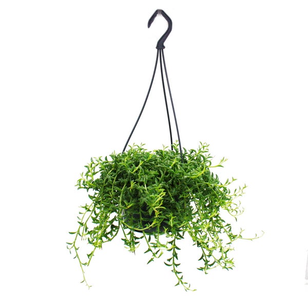 Senecio peregrinus Delphin-Pflanze Delfinhalskette sukkulente Ampelpflanze 14cm Ampel hängend