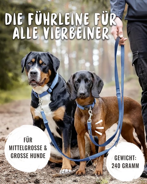 Ein mittelgroßer und ein großer Hund an einer blauen Führleine. Produktgewicht: 240 Gramm. Geeignet für mittelgroße bis große Hunde.