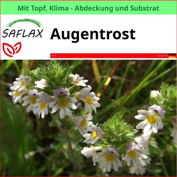 Echter Augentrost Pflanze im Topf
