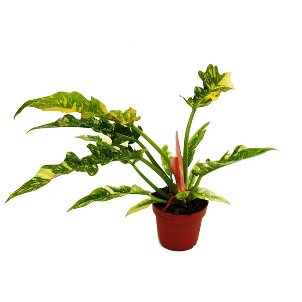 Philodendron Ring of Fire - ungewöhnlicher Baumfreund - 12cm Topf