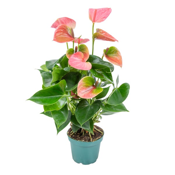 Anthurium 'Aristo' Pink - Flamingopflanze - Zimmerpflanze - Pflegeleicht ⌀12 cm - ↕30-40 cm