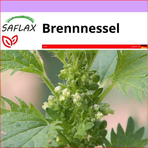 SAFLAX  - Brennnessel - Urtica urens - 150 Samen