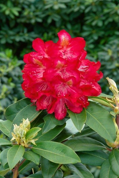 Rhododendronblüte mit grünen Blättern