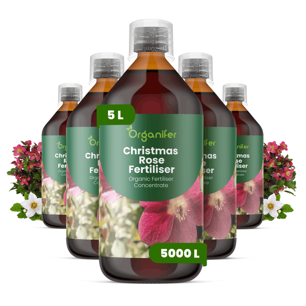 Organifer Christrosendünger, organisches Düngerkonzentrat. 5 Liter Flasche ergibt 5000 Liter. Set aus fünf Flaschen mit Helleborus-Abbildung.