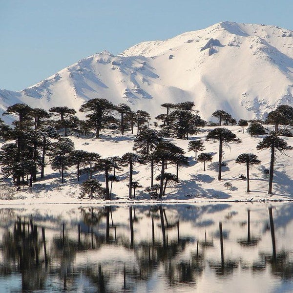 Winterliche Berglandschaft mit schneebedeckten Araukarien an einem See mit Wasserspiegelung.