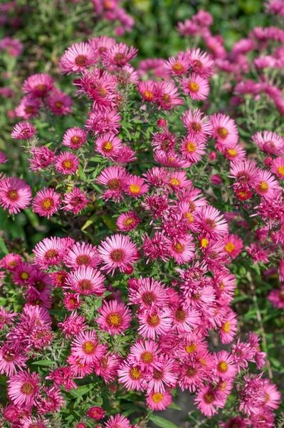 Aster novae-angliae 'Rudelsburg', Herbstaster, violett, ca. 11x11 cm Topf