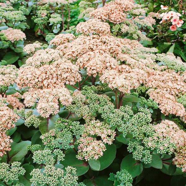 Fetthenne im Garten mit Blütenständen