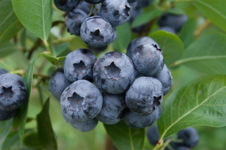 Eine Ansammlung reifer Blaubeeren an einem Strauch mit grünen Blättern.