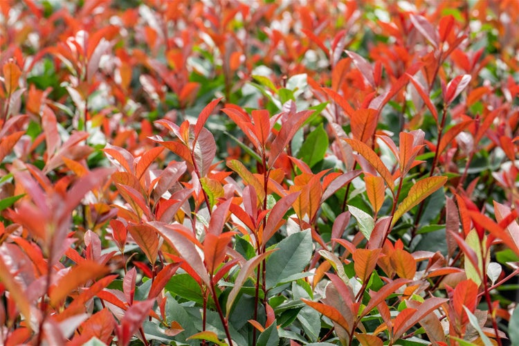 Photinia fraseri 'Devil's Dream'®, Glanzmispel, rot, 40–60 cm