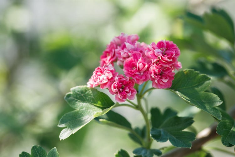 Crataegus laevigata 'Paul's Scarlet', Rotdorn, dunkelrosa, 125–150 cm