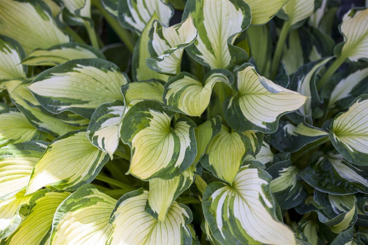Hosta undulata 'Univittata', Funkie, grün-weiß, ca. 11x11 cm Topf