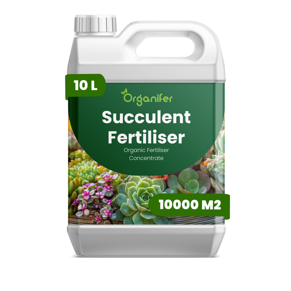 Verschiedene Sukkulenten mit dicken, fleischigen Blättern in Rosettenform, angeordnet in kleinen Töpfen. Organifer Logo.