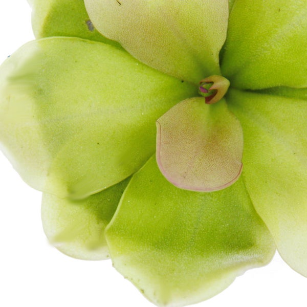 Fleischfressende Pflanze - Maya-Fettkraut - Pinguicula spec. Guatemala - 9cm Topf