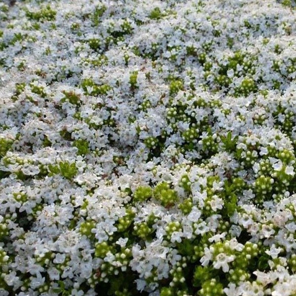 Dichte Decke aus blühenden Bodendeckern mit kleinen weißen Blüten
